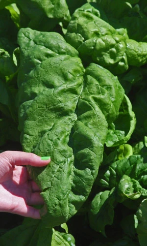 Семена Шпинат Матадор 1,5гр (УД) Е/П