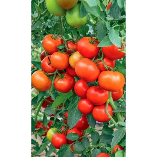 Семена Томат Огни Челябинска - открытого грунта 20шт (УД) Е/П