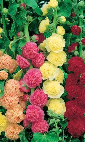 Семена Шток-роза Карнавал 10 шт (УД) Е/П