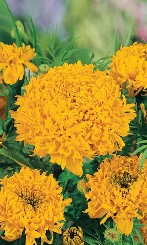 Семена Бархатцы прямостоячие Лимонный Принц 0,15 гр (УД) Е/П