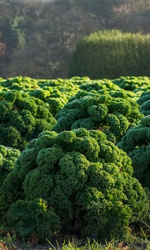 Семена Капуста кудрявая (кале) Грин Витамин 0,25гр (УД) Е/П
