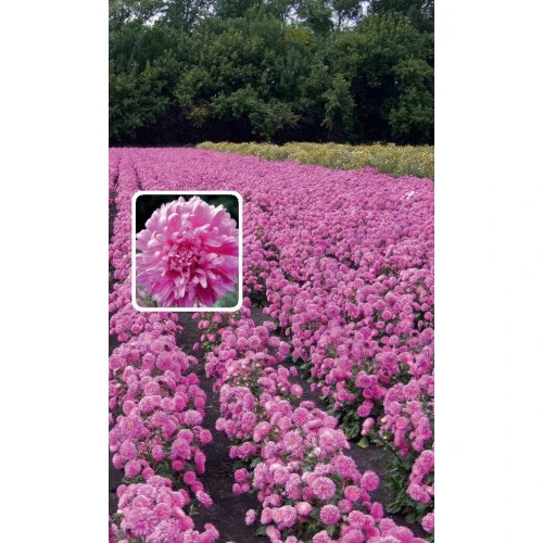 Семена Астра Розовая Россыпь - воронежская 0,2гр (УД) Е/П