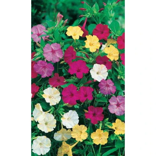 Семена Мирабилис Ночная Красавица 0,5гр (УД) Е/П