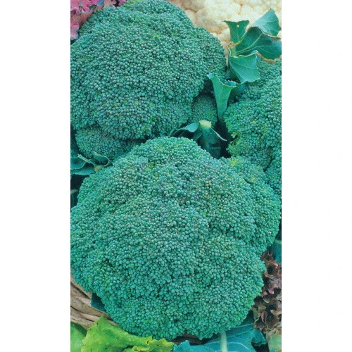 Семена Капуста брокколи Изумрудное волшебство 0,25гр (УД) Е/П