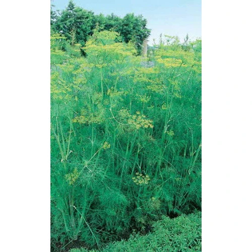 Семена Укроп Грибовский (Марс) БП_2