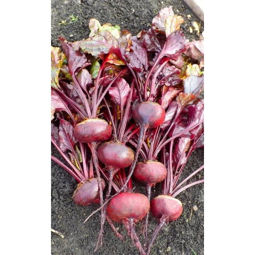 Семена Свекла Грибовская плоская - столовая 2гр (Марс) Б/П