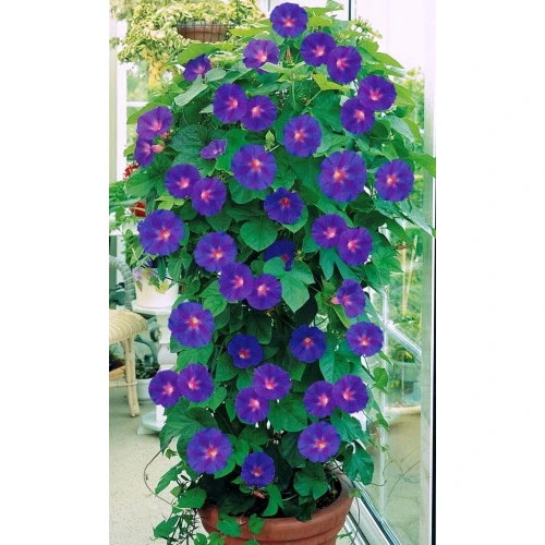 Семена Ипомея Звездная Россыпь 12шт (УД) Е/П