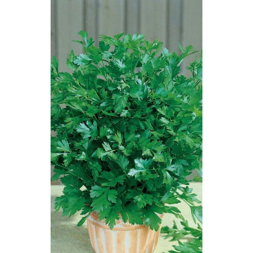 Семена Петрушка Нежность- листовая 2гр (Марс) Б/П