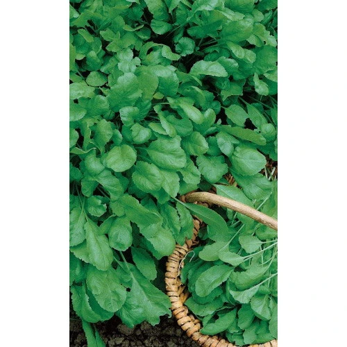 Семена Крест-салат Дукат (УД)_3