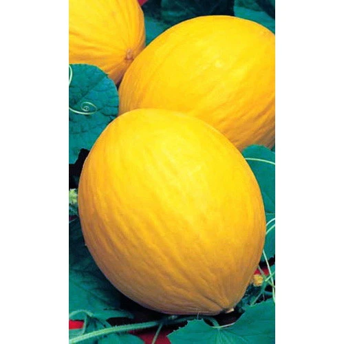 Семена Дыня Колхозница 10шт (УД) Е/П 749/753