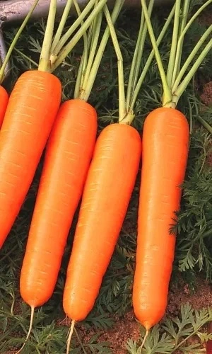 Семена Морковь Нантская без сердцевины 0,1 гр (Марс) Б/П