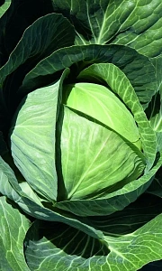 Семена Капуста белокочанная Московская поздняя 15 0,5гр (УД) Е/П +50%БЕСПЛАТНО