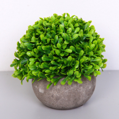 Цветочная композиция "Green garden" 10*12см в горшке, зелень