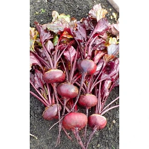 Семена Свекла Грибовская плоская - столовая 2гр (Марс) Б/П