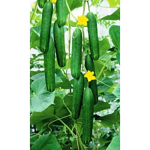 Семена Огурец Джигит - салатного типа F1 2гр (УД) Е/П
