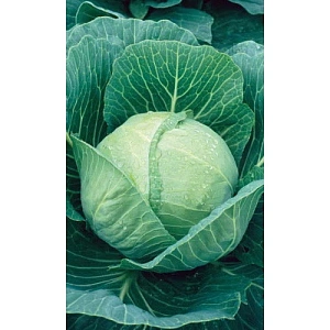 Семена Капуста белокочанная Экспресс F1 0,3гр (УД) Е/П