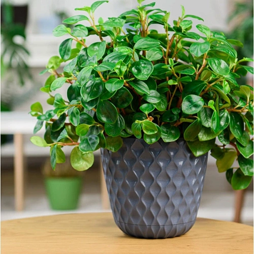 Горшок для цветов пластиковый 4,7л d-20,5см Wave с дренажной сеткой и съемным поддоном, вулканический серый_6